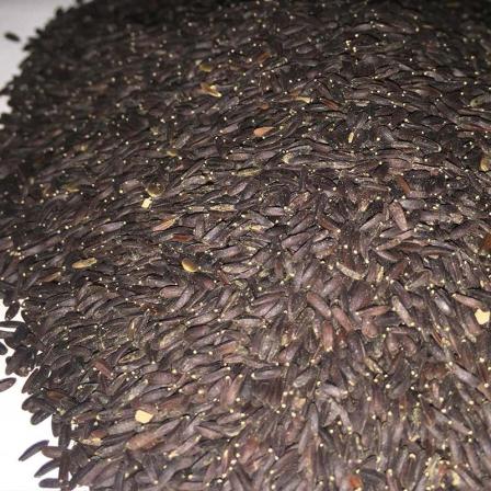 what is Lallemantia iberica seeds?