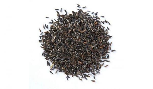 Lallemantia iberica seeds wholesalers